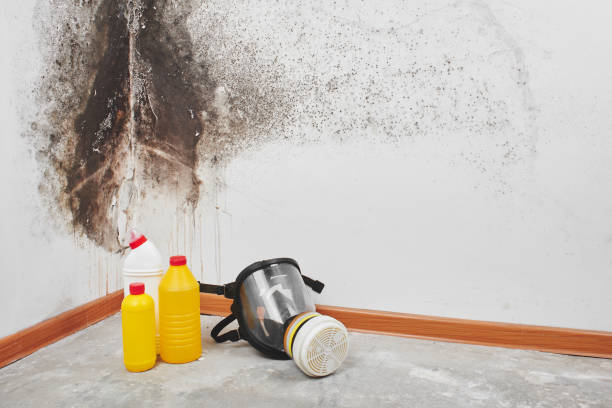Attic Mold Removal in Homestead Valley, CA