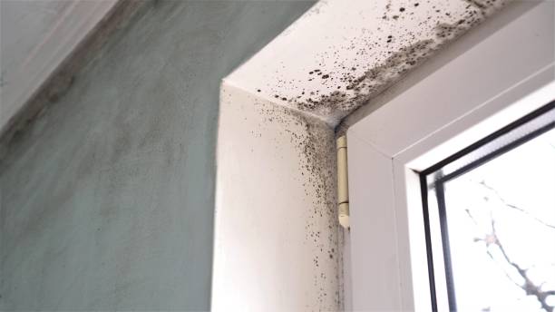 Best Attic Mold Removal  in Homestead Valley, CA