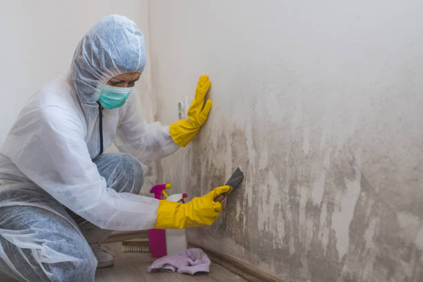Best Fast Mold Removal  in Homestead Valley, CA
