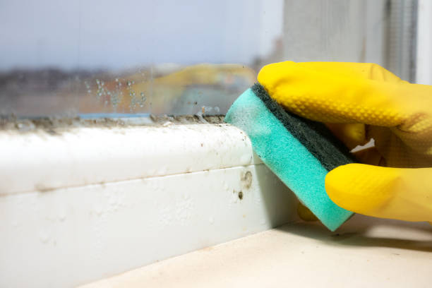 Best Toxic Mold Removal  in Homestead Valley, CA
