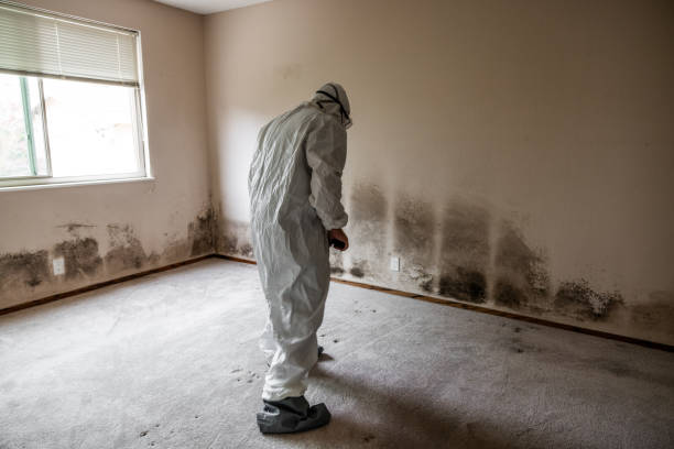 Best Professional Mold Removal  in Homestead Valley, CA