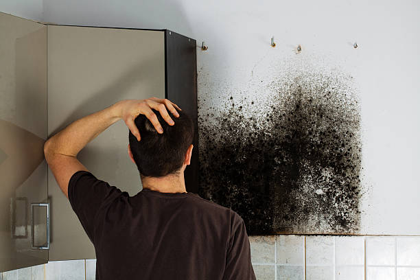 Trusted Homestead Valley, CA Mold Removal Experts