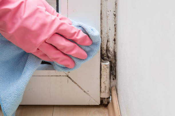 Best Mold Removal Company Near Me  in Homestead Valley, CA